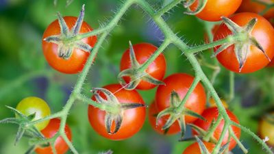 The 3 kitchen scraps I never throw away if I want sweet, ripe tomatoes