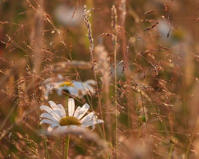 Country diary: I’m immersed in the rich, chromatic aura of a summer meadow