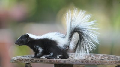 Forget coffee grounds — try this unusual item to banish skunks in your yard immediately