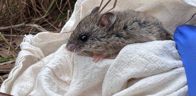 We set 10,000 traps in search of a rare native mouse. Here’s what we found