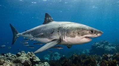 The largest male great white shark ever tagged in the Atlantic has resurfaced after travelling 7,000 miles; scientists say his journey is far from over