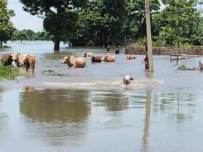Toll in Assam floods rises to 11; over 3.10 lakh affected as major rivers in spate