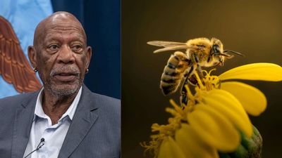 Meet Morgan Freeman: The Oscar-winning actor who gave up harvesting honey and turned his 124-acre ranch into a safe haven for bees