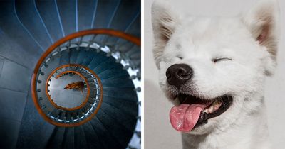 21 Remarkable Animal Photos Awarded In The 2026 reFocus Color Photography Contest