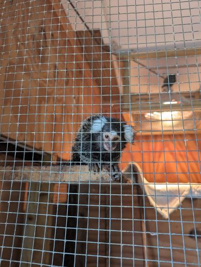 Marmoset abandoned in laundry bag on London bus will be ‘first of many’, warns RSPCA