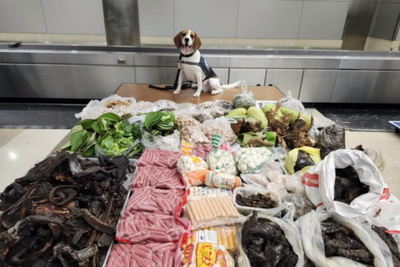 US K9 sniffs out dead monitor lizard in luggage from Thailand