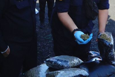 1.6 tonnes of cannabis bound for Netherlands seized