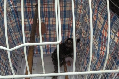 Monkey abandoned on London bus as tough new rules come into force