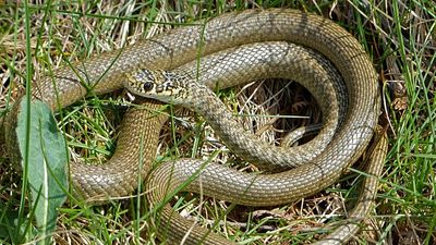 Invasive snakes at German landfill: hunt for green whip snake