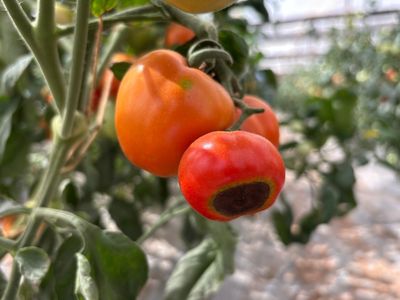 Why Is Blossom-End Rot Appearing After Weeks of Healthy Growth?