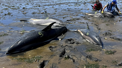 53 dolphins stranded in just two days in Massachusetts due to receding tides, now rescuers have safely returned 19 to the sea