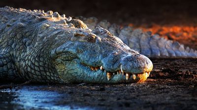 Israel reclassifies crocodiles in bid to deploy them as prison security, opponents say lives at risk