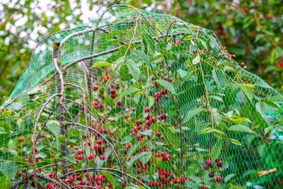 What Is the Cheapest Way to Keep Berries Away From Birds?