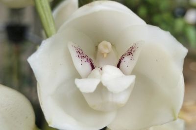 These five orchids mimic humans, babies and animals — and it’s all part of nature’s evolution