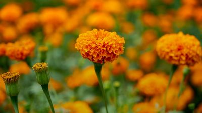 7 Fast-Growing Flowers That Can Fill Empty Summer Gaps