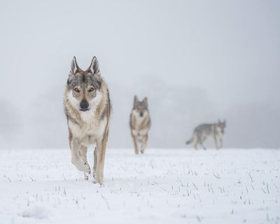 Stand still, make eye contact: Denmark tells tourists how to behave in a wolf encounter