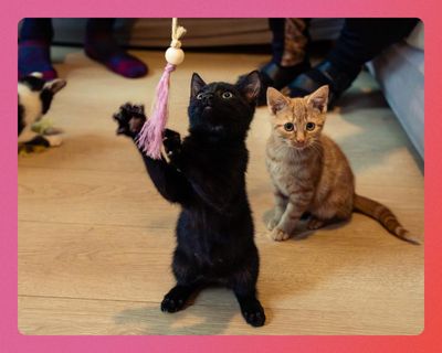 ‘Sent the kittens scarpering’: the best cat toys in the UK, tested by cats