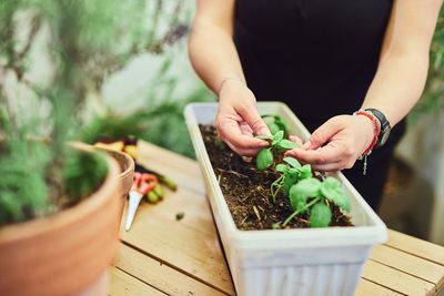 Should You Pinch Back Basil Once It Starts Budding?