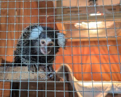 Abandoned monkey found in laundry bag on London bus