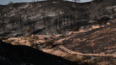 Firefighters battle major wildfire as thousands of hectares burn in central Spain