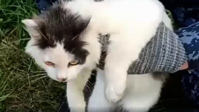 Russian prison intercepts cat used to smuggle drugs into penal colony