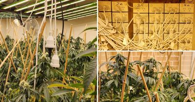 Police uncover $520k cannabis operation inside Hunter Valley home