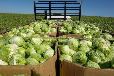Local farmers reap rewards from ‘explosive diarrhea’ outbreak as shoppers avoid pre-packed produce