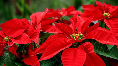 What to Do With Your Poinsettia in July – This Quick Summer Reset Will Give You an Even Bigger, Brighter Christmas Display