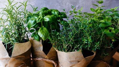 I’m obsessed with this $50 apartment herb planter hack — here's everything you need to recreate your own