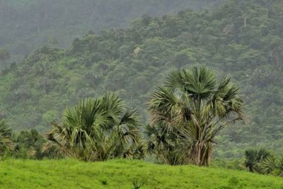 Govt targets resorts on park land