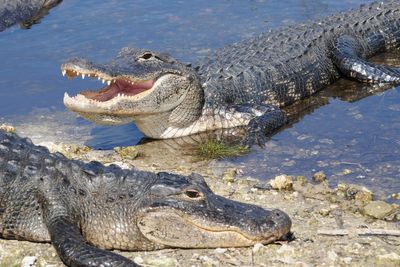 The dangerous wild animals being kept as pets in UK amid concerns over threat to public