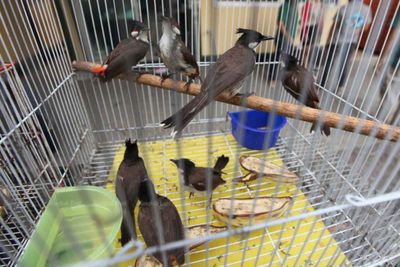Bulbul taken off protected list