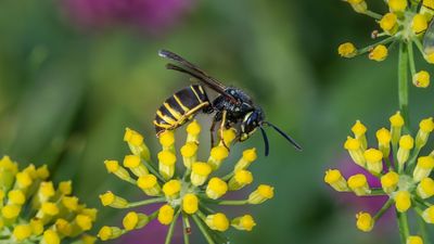 Keep Yellowjackets Away From Your Patio All Summer With 1 Easy-to-Grow Herb That They Hate, But You'll Love
