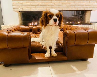 Barking mad: why would someone spend £28,000 on a home spa for their dog?
