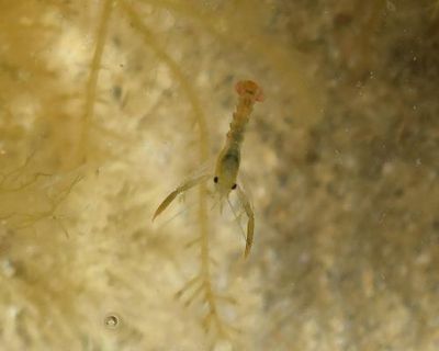 Country diary: With a flick of its tail, the fragile baby lobster vanishes into a rock pool