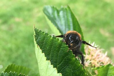 The bees are dying – and nine other ways hotter weather is changing the British countryside forever