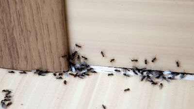 Expert shares unusual household item to prevent ants from invading your home this summer