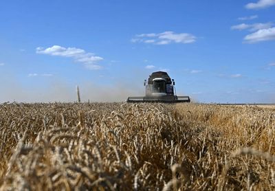 Wheat rises, near two-year high on Black Sea supply woes