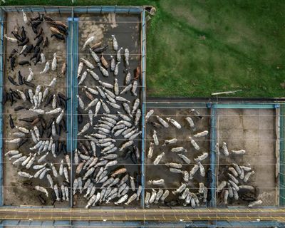 ​World’s largest meat company faces legal challenge over green credentials of $6bn global expansion