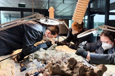 2,000 volunteers join a painstaking effort to restore massive skeleton of prehistoric predator