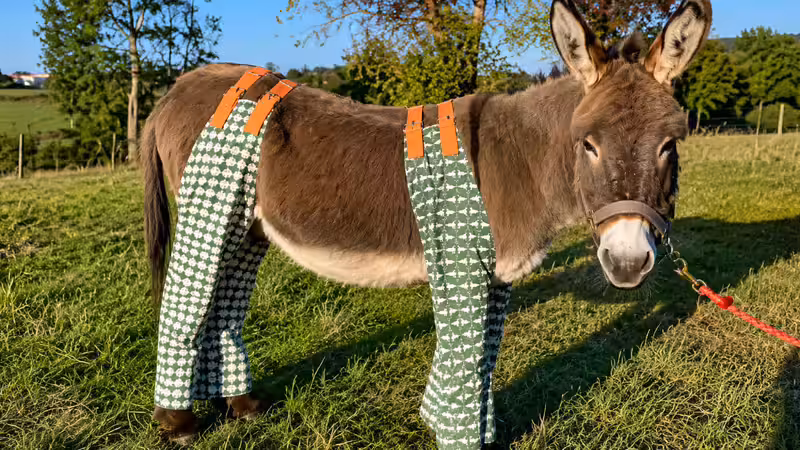 Why 40 donkeys in the UK are wearing pyjamas and 'don-gerees': The surprising solution that's protecting them while giving old clothes a second life