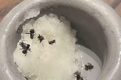South Korea restaurant owner faces jail for ant sorbet