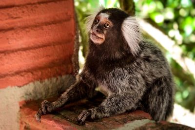 Experts Warn More Pet Monkeys Could Be Abandoned After London's Shocking Bus Rescue