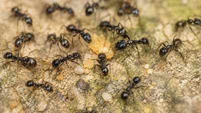 A Michelin-starred restaurant in South Korea served 49,000 ants as dessert garnish, owner faces jail