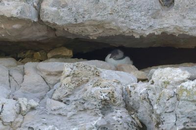 Dorset puffin colony sees its first chick for first time in decades