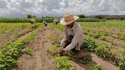 Energy and fertiliser crisis due to war will continue to drive up food inflation, UN says