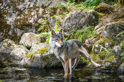 Denmark issues wolf warning to tourists after ‘reduced shyness’ in pups