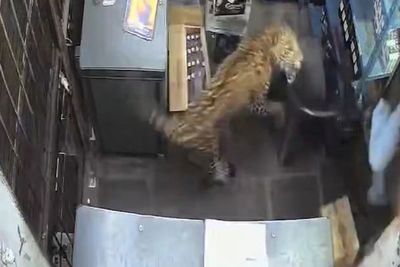 Leopard leaps over counter and attacks shopkeeper in India
