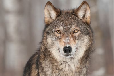 Why Denmark has issued a wolf warning to holidaymakers