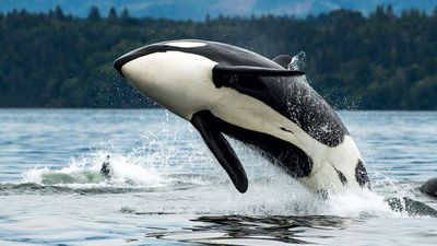 California is weighing state endangered-species protections for southern resident killer whales, a population of just over 70 animals threatened by noise, pollution and falling salmon prey